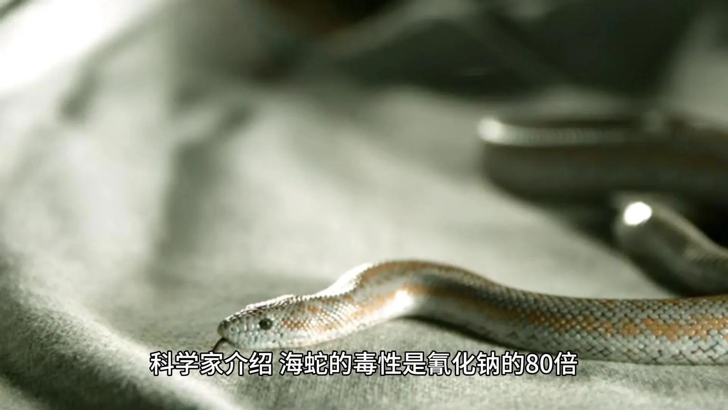 眼镜蛇 隐秘的毒液艺术大师
